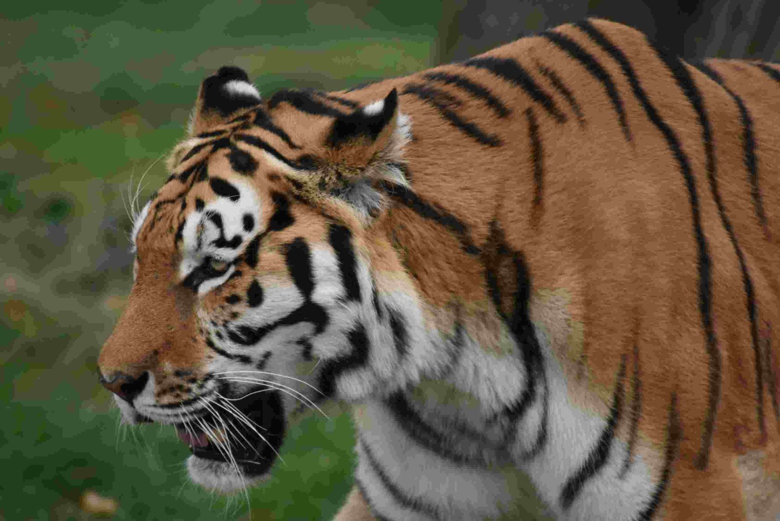 ঢাকার কাছাকাছি একদিনের ভ্রমণ